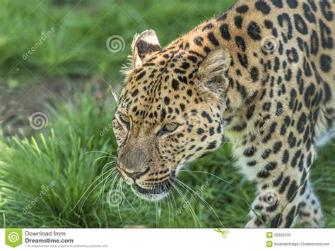 Amur Leopard Panthera Pardus Orientalis Stock Image