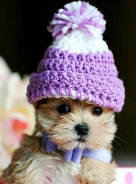 Cutest Puppy In Purple Winter Hat Pictures Photos And Images For