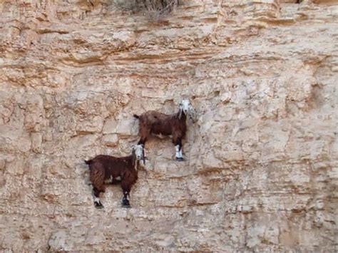 Insane Mountain Goat Photos That Prove Theyre The Worlds