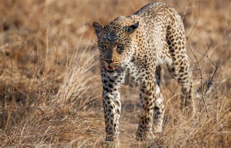 Leopardos Caracter Sticas Alimenta O Habitat Mundo Educa O