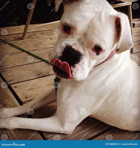 White Boxer Dog Stock Photo Image Of White Boxer Tongue 52606818