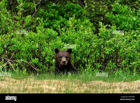 Face Small Grizzly Bear Cub Hi Res Stock Photography And Images Alamy