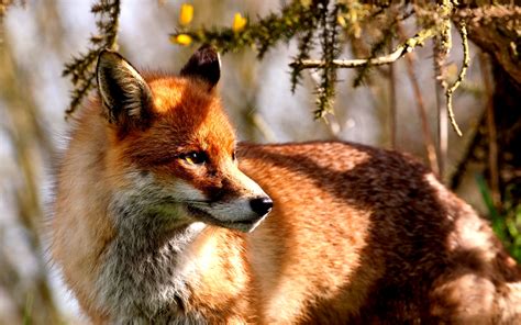 Fox Full Hd Wallpaper And Background Image 1920x1200 Id348380