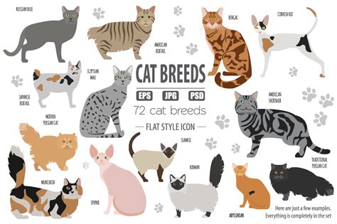All World Cat Breeds In One Set In Illustrations On Yellow Images