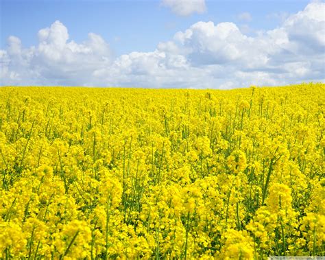 A Sea Of Yellow Rapeseed Flowers Ultra Hd Desktop Background Wallpaper