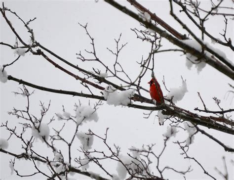 Woods Walks And Wildlife Surprise Snow And Birds All Over