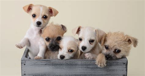 The Smallest Dog In The World A Giant Guide To Tiny Breeds