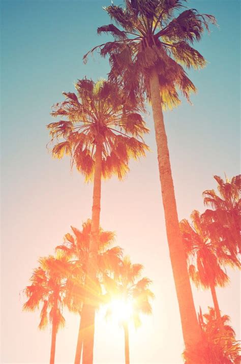Palm Trees Summer Wallpapers Wallpaper Cave