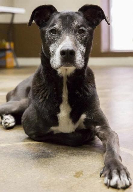 Meet Pru An Adoptable Black Labrador Retriever Looking For A Forever