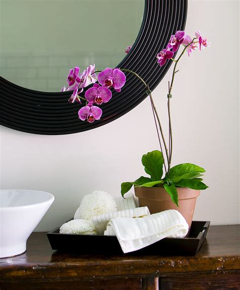 11 Bathroom Plants That Thrive In Low Light And Humid Conditions