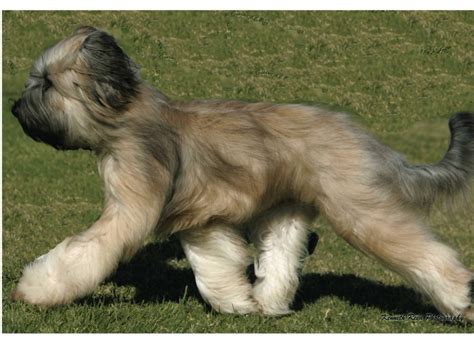 Briard Breed Guide Learn About The Briard
