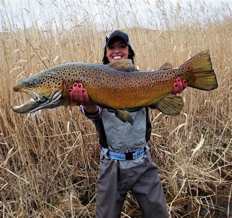 Giant Brown Trout