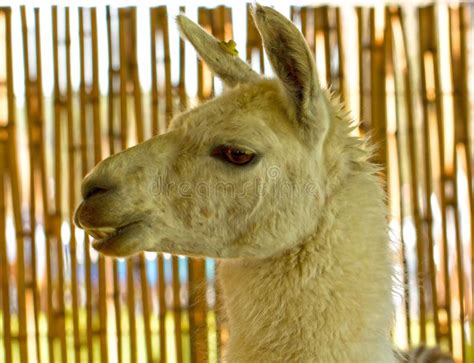 Llama Head Side View Stock Image Image Of White Chew 38212965