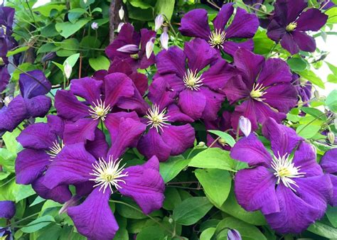 Daily Flower Candy: Clematis “Étoile Violette” AGM | Clematis, Clematis