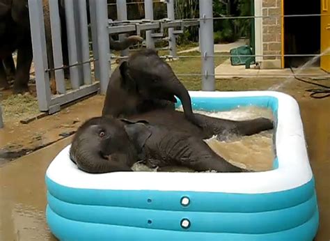 Find the perfect two elephants calf playing stock photo. Baby Elephants Playing In Kiddie Pool