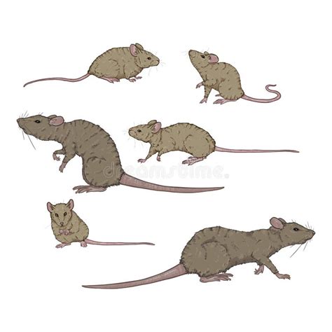 Vector Set Of Cartoon Gray Rats And Mouses Stock Vector Illustration