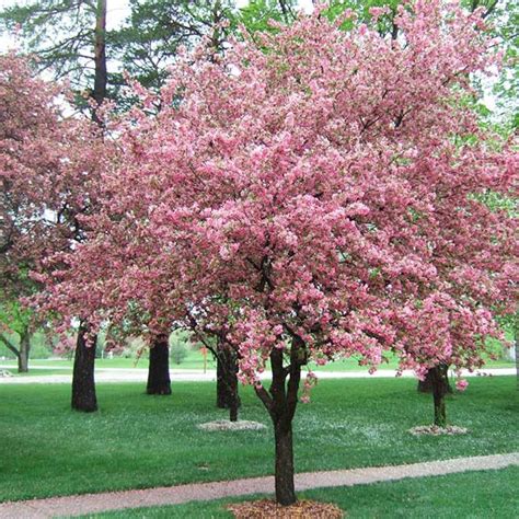 A wide variety of trees backyard options are available to you, such as feature, material, and metal type. Plant Growth Secrets