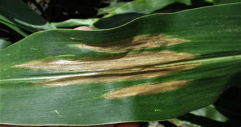 South Central Texas Corn An Unusual Year For Diseases Agfax