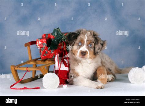 Miniature Australian Shepherd Puppy Stock Photo Alamy
