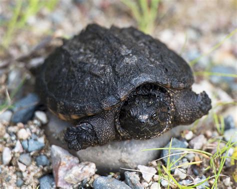 Baby Mud Turtle