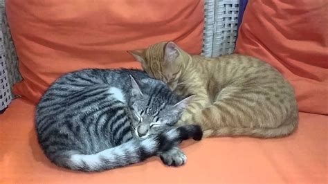 Two Cats Sleeping Together Youtube