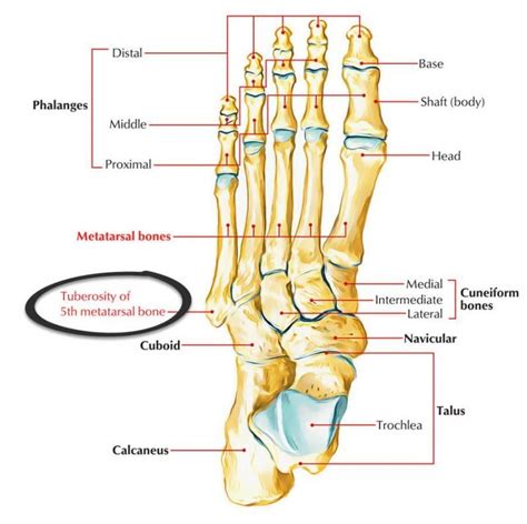 Lateral Midfoot Styloid Process Blisters Blister Prevention