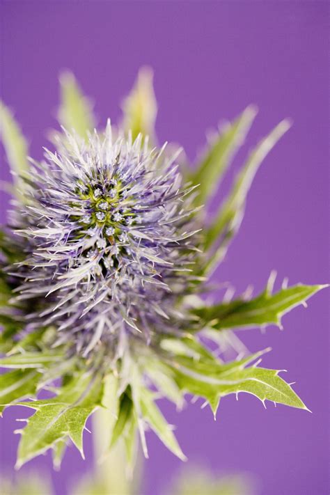 See full list on wikihow.com Using Bleach and Vinegar to Kill Thistles | eHow