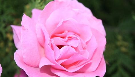 Types Of Pink Flowers Garden Guides