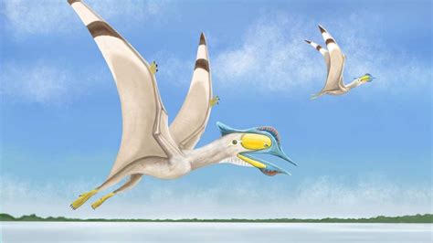 New Pterosaur Discovered The Institute For Creation Research