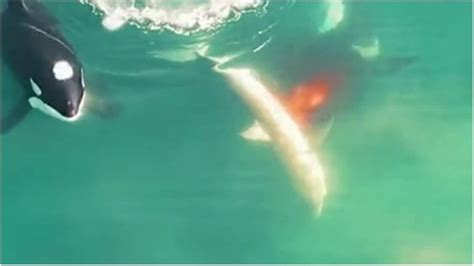 Great White Sharks Liver Orcas