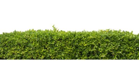 Bushes Types Uses Characteristics And How To Plant