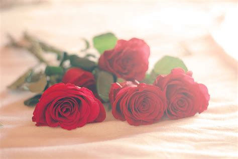 Romantic Red Roses Pictures Photos And Images For Facebook Tumblr