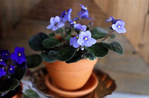 The 10 Gorgeous African Violet Pots Reviews And Guide Of 2023