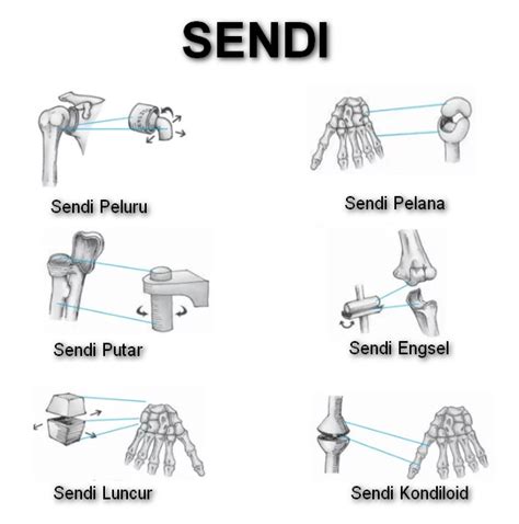 Selama pemrosesan semua bahan baku untuk pakan ini dikenakan perlakuan suhu, yang menegaskan keamanannya. Sendi (Pengertian, Komponen, Macam-Macam Dan Contoh Sendi ...