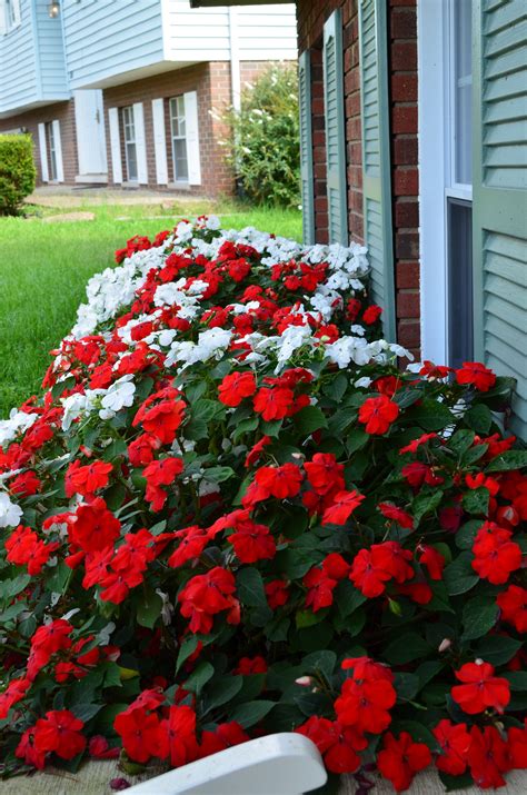 10 Pretty Bushes For Front Of House