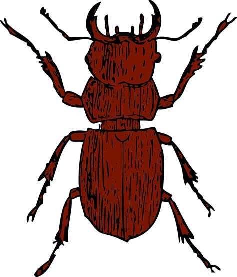 Download Beetle Bug Insect Royalty Free Vector Graphic Pixabay
