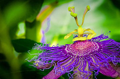 Exotic Purple Flower Photograph By Michelle Armstrong