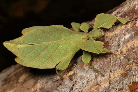 Leaf Insect Female Phyllium Sp Celebicum Group Phyll Flickr