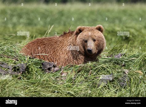 Kodiak Brown Bear On Its Day Bed At Uyak Bay Kodiak Island Alaska