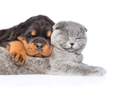 We did not find results for: Cat & Dog Wallpapers, Pictures, Images