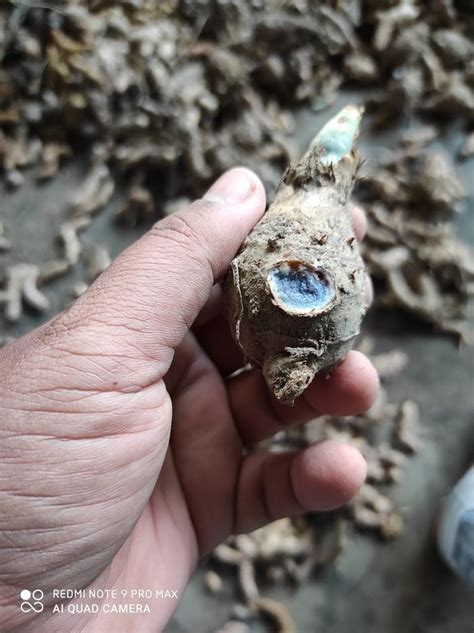 Finger Organic Kali Haldi Black Turmeric Curcuma Caesia For Farming