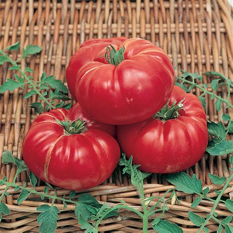 Soldacki Tomato Heirloom Tomato Seeds Totally Tomatoes