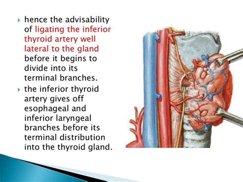 Thyroid Gland Surgical Anatomy