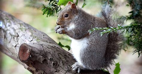 British Grey Squirrel Hunters Boast How They Kill Animals And Share