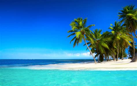Palm Trees On A Tropical Beach Hd Wallpaper Background Image