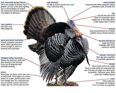 The Anatomy Of A Turkey Home
