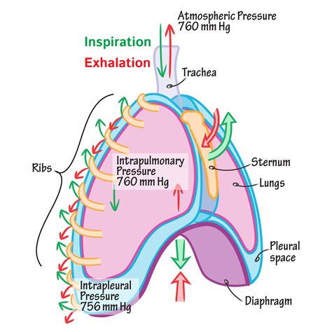 Physiology Of Respiratory System