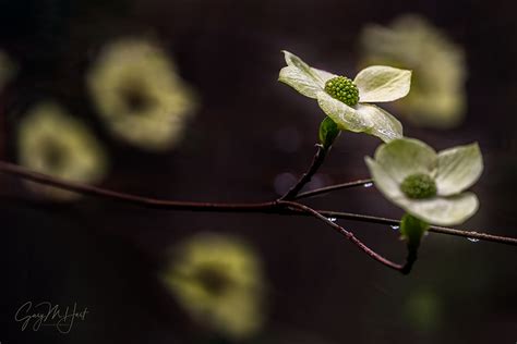 Raindrops On Dogwood Yosemite Eloquent Images By Gary Hart