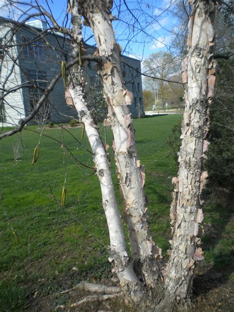 The Trees Of Swarthmores Campus Paper Birch Betula Papyrifera