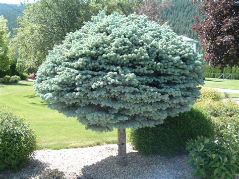 Blue Globe Spruce Topiary Form Wyoming Plant Company